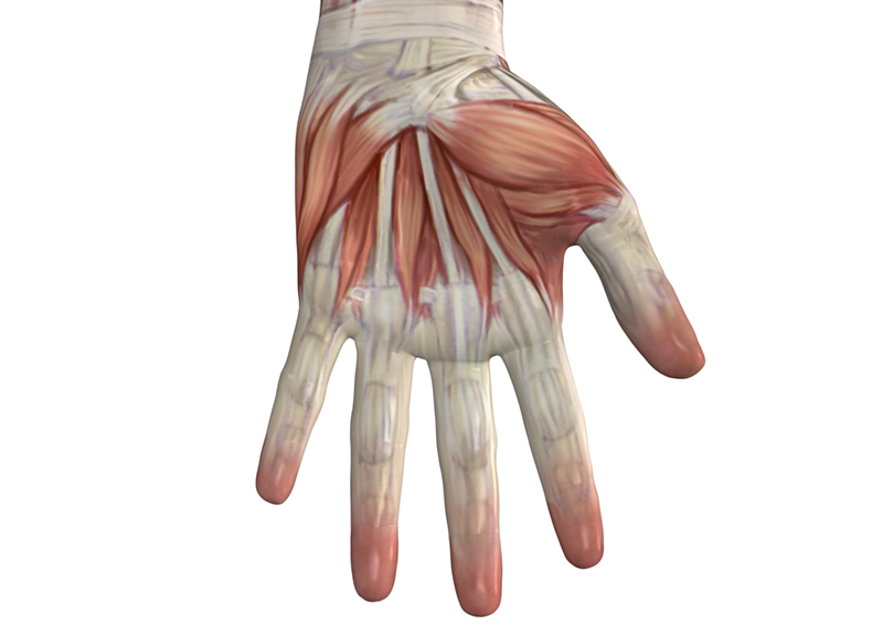 anatomy hand